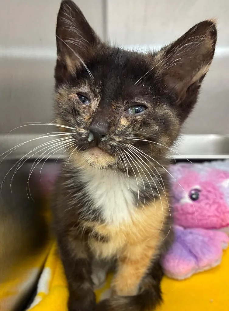 A baby small-sized female Domestic Short Hair cat named Ruthie for adoption in Hartsville, SC