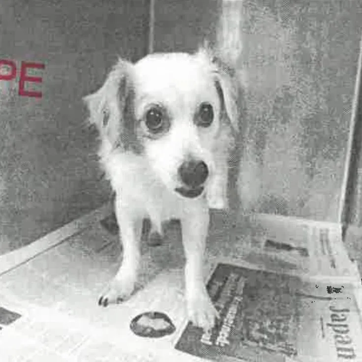 An adult small-sized male White / Cream Papillon dog named Dusty A for adoption in Mission Hills, CA