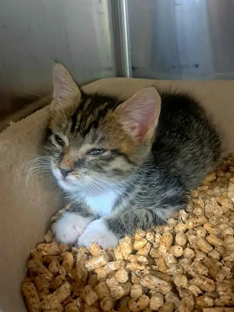 A baby small-sized female Domestic Short Hair cat named Miranda Priestly for adoption in Easton, MD