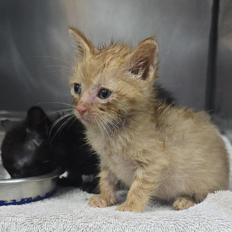 A baby small-sized male Orange / Red Domestic Short Hair cat named Blueberry Muffin for adoption in Yanceyville, NC