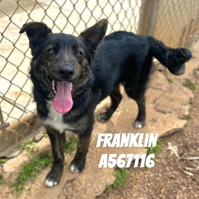 A young medium-sized male Australian Shepherd dog named Franklin for adoption in Huntsville, AL