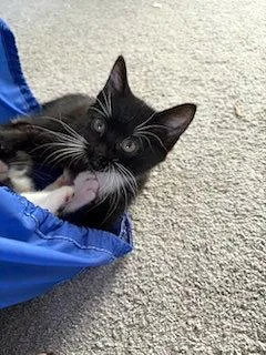 Spice Girls Litter: SPORTY thumbnail 2