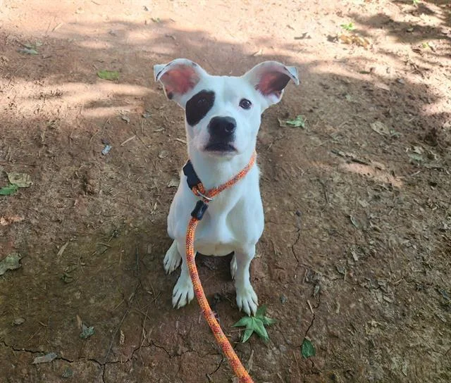 A young medium-sized female Mixed Breed dog named Pepper for adoption in Charlotte, NC