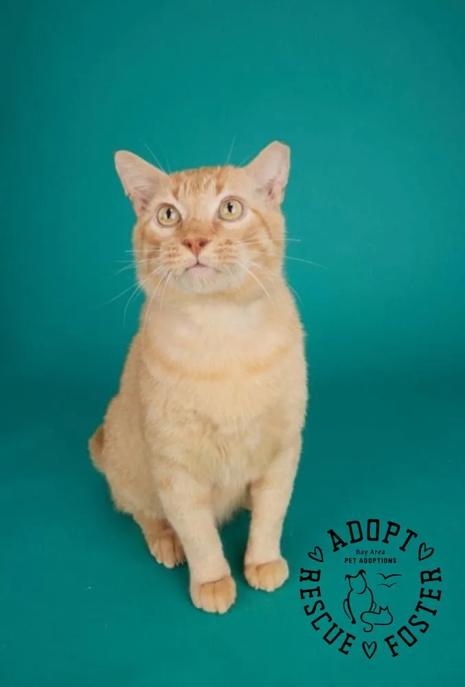An adult medium-sized male Domestic Short Hair cat named Valentino for adoption in San Leon, TX