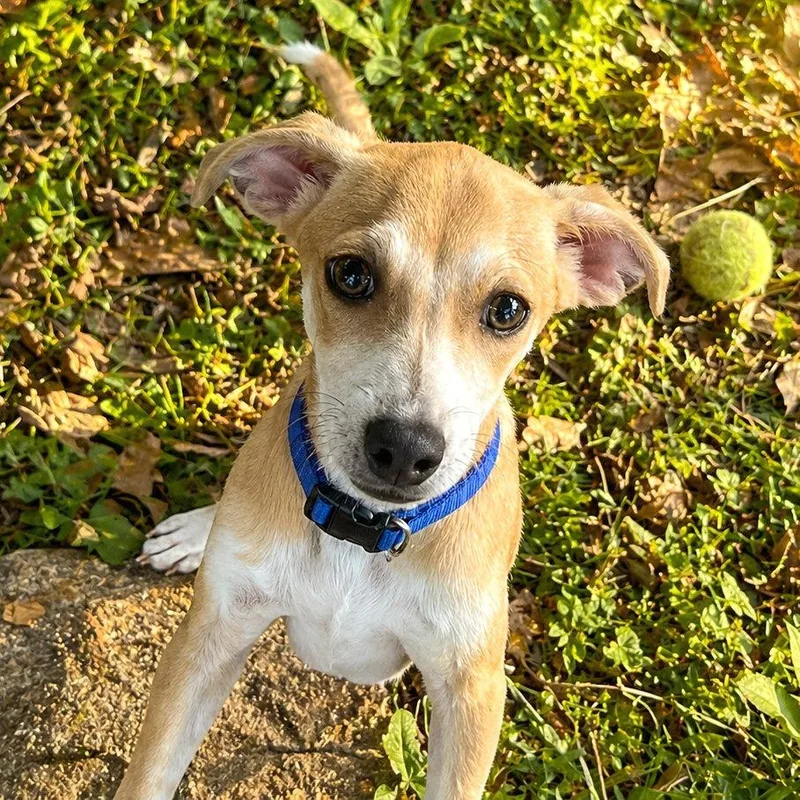 A baby small-sized male Yellow / Tan / Blond / Fawn Chihuahua dog named Zot for adoption in Boerne, TX