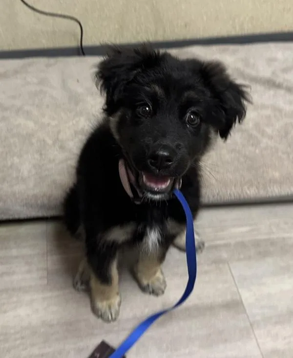 A baby medium-sized female Shepherd dog named Zyra for adoption in Oceanside, CA