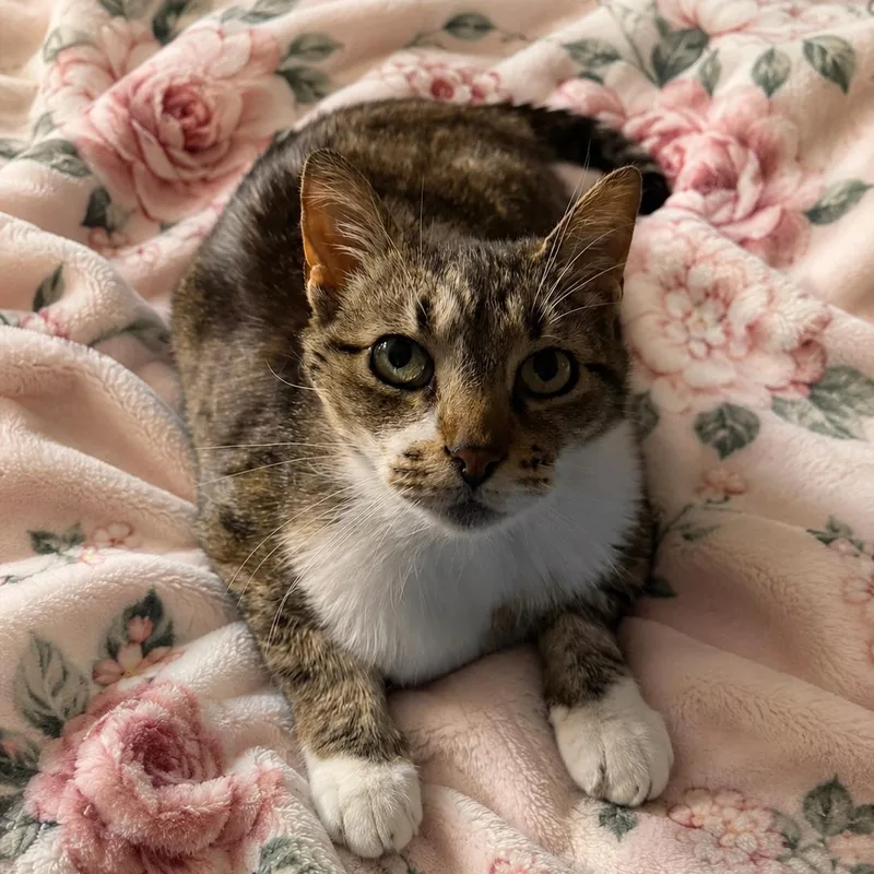 Scarlett Aka Snuggle Buddy