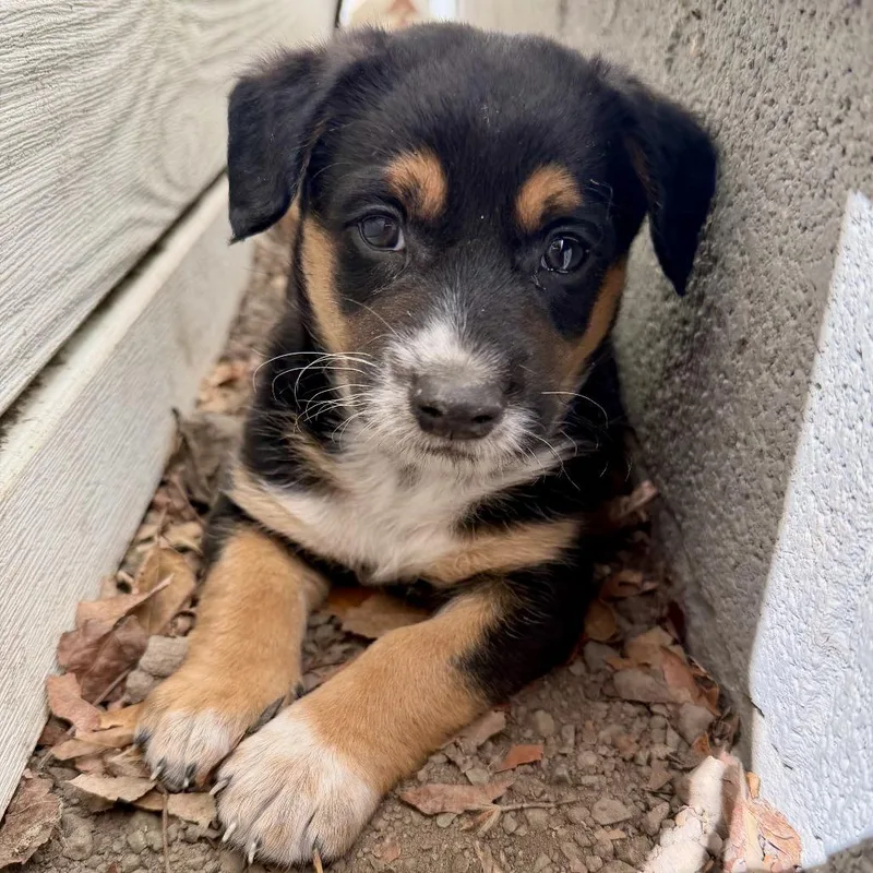 A baby small-sized male Black Australian Cattle Dog / Blue Heeler dog named Bandit for adoption in Sonoma, CA