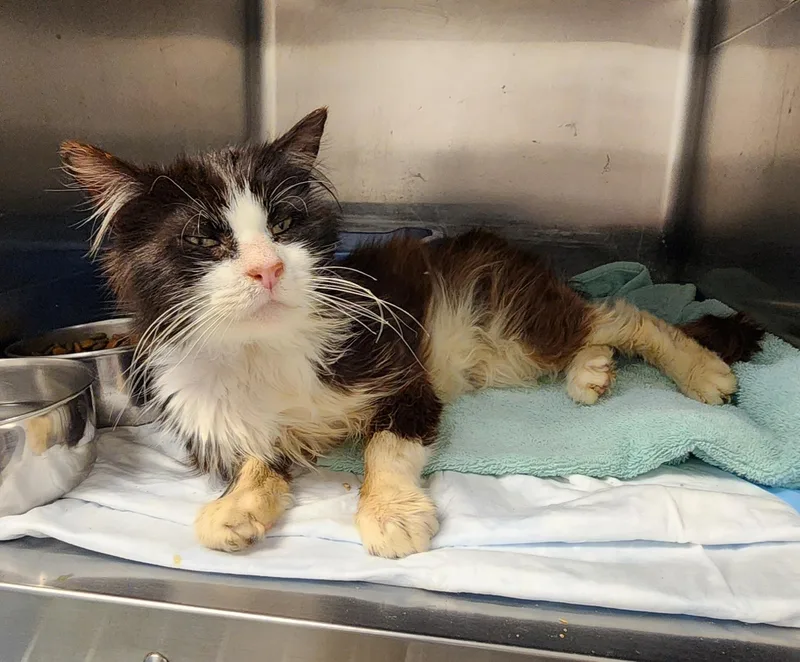 An adult medium-sized male Black & White / Tuxedo Domestic Long Hair cat named Hercules for adoption in Stanley, VA