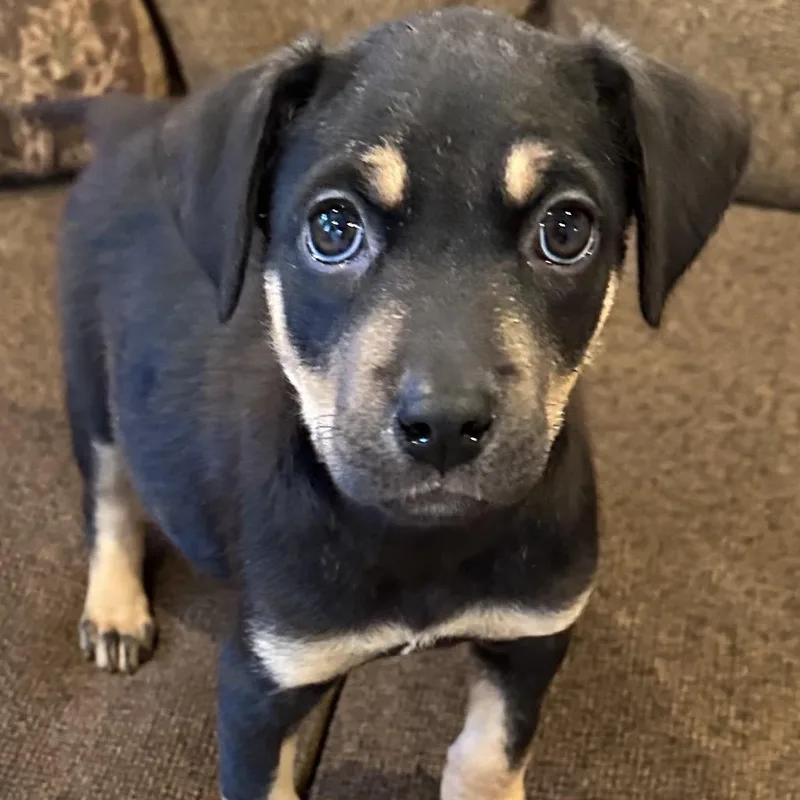 A baby small-sized female Black Rottweiler dog named Bean for adoption in Eureka Springs, AR