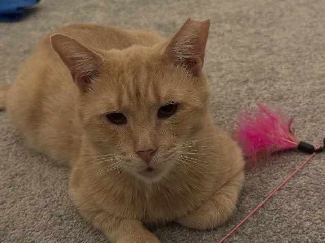 A senior medium-sized male Domestic Short Hair cat named Stanley for adoption in Cincinnati, OH
