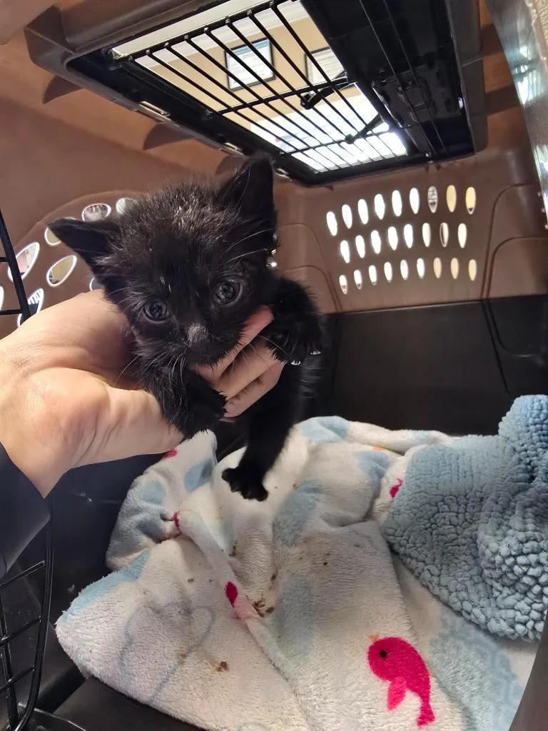 A baby small-sized female Domestic Short Hair cat named Eva for adoption in Maumelle, AR