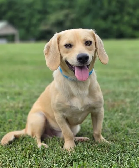 A young small-sized male Dachshund dog named Ricky for adoption in Statesville, NC