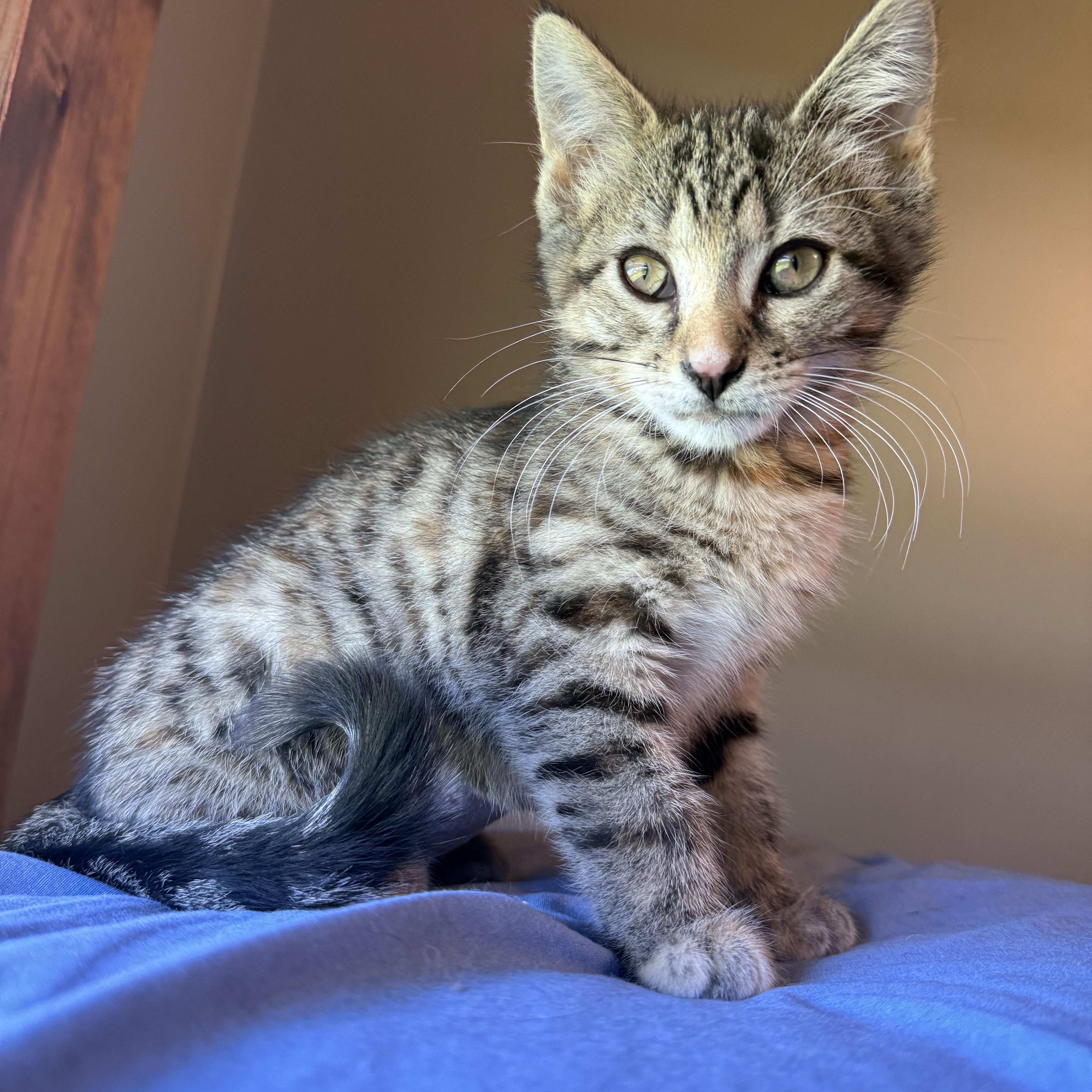 A baby small-sized female Torbie Domestic Short Hair cat named Sedona Mae for adoption in Hartville, OH