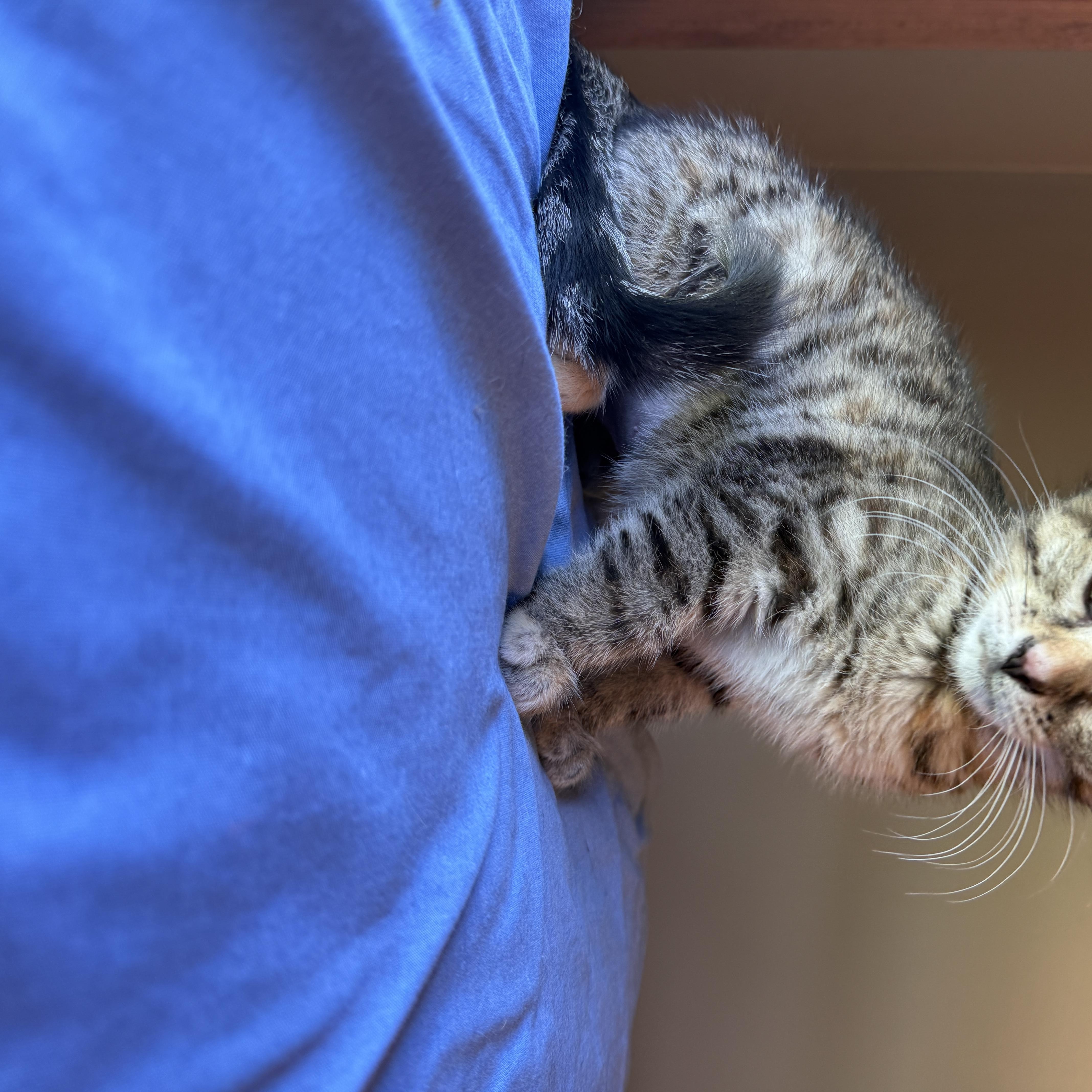 Sedona Mae thumbnail 4