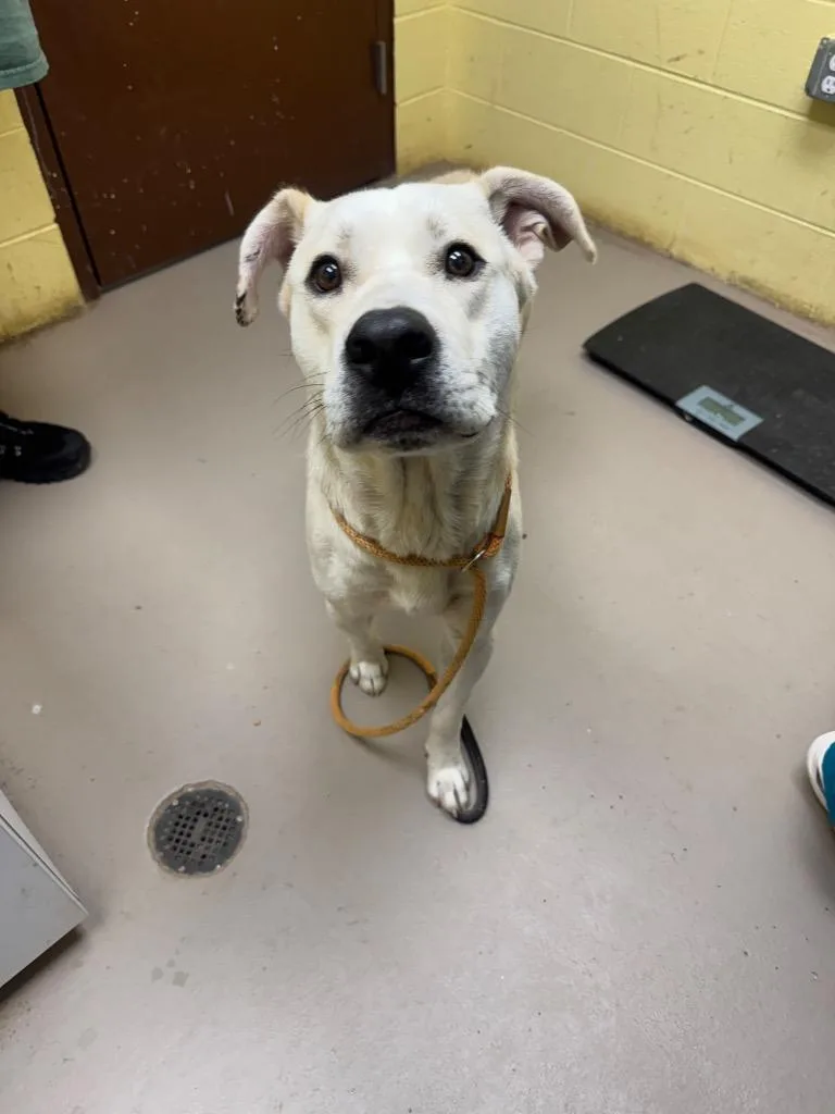 An adult large-sized male Labrador Retriever dog named Yeti for adoption in Crossville, TN