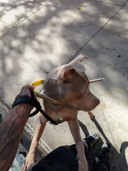A young large-sized male Mixed Breed dog named SolSet for adoption in Ridgewood, NY