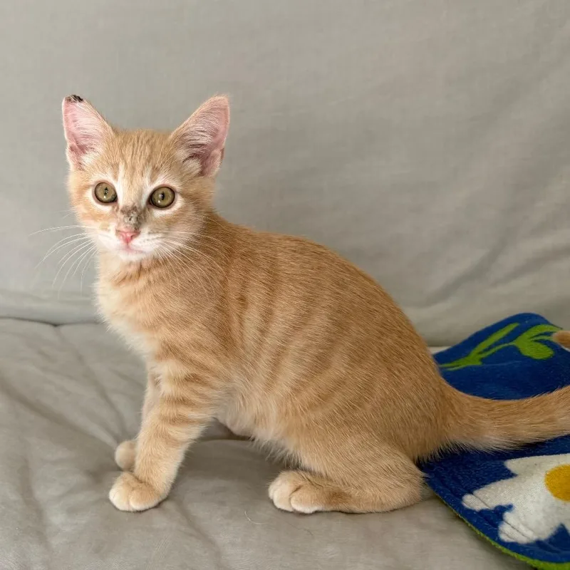 A baby medium-sized male Orange / Red Domestic Short Hair cat named Yeti for adoption in Los Angeles, CA