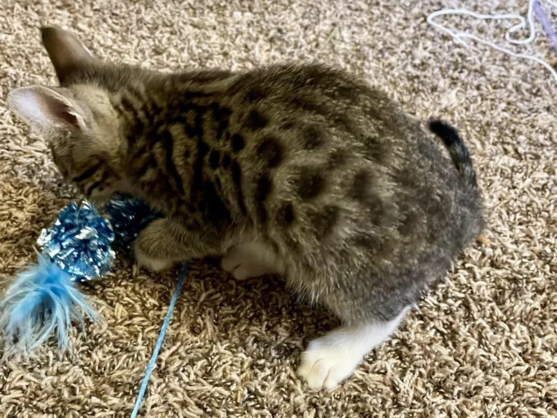 A baby medium-sized male Domestic Short Hair cat named Pepsi for adoption in Rochester, WA