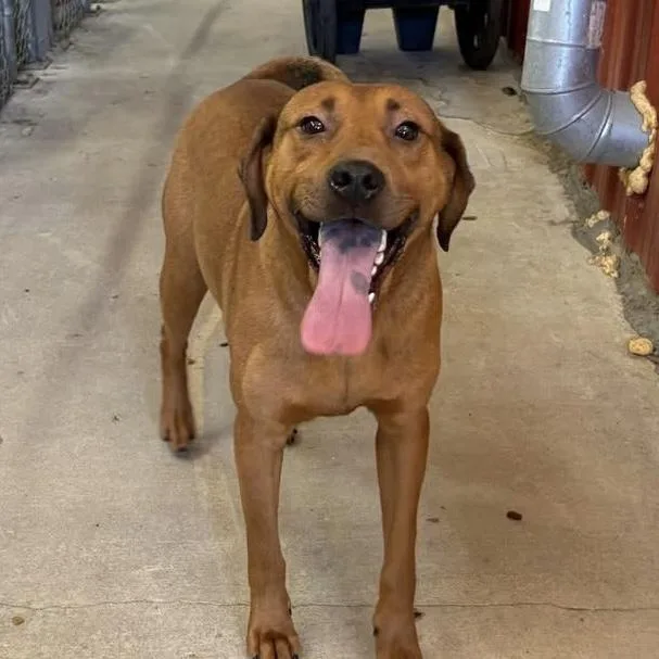 An adult medium-sized male Brown / Chocolate Labrador Retriever dog named Surf for adoption in Columbia, SC