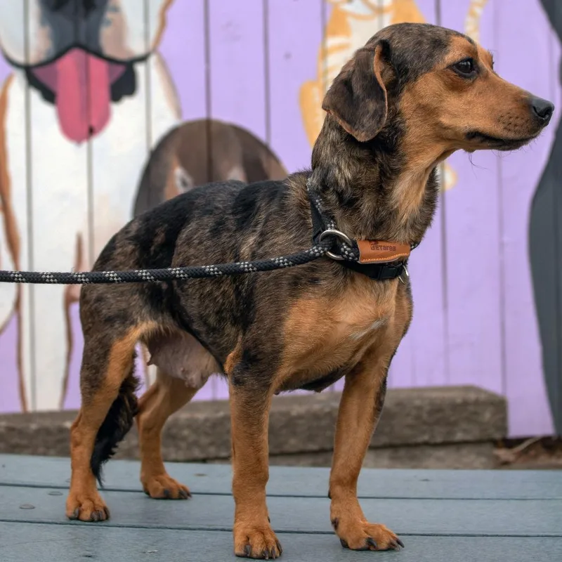 Diadiamond thumbnail 2