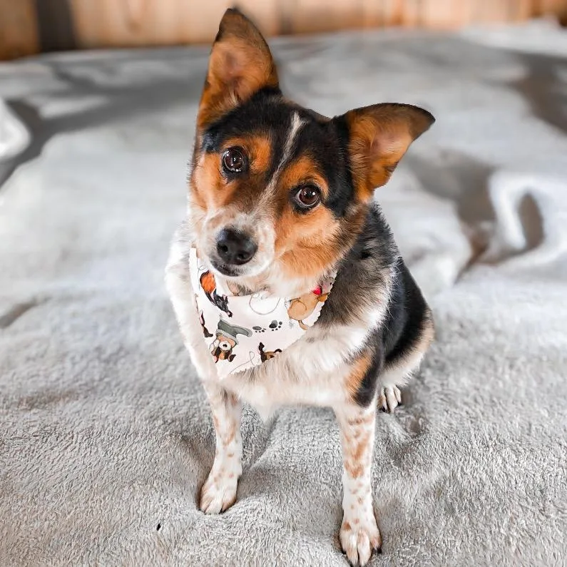 An adult medium-sized female Brown / Chocolate Corgi dog named Phoebe for adoption in Springboro, OH