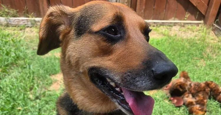 Remi