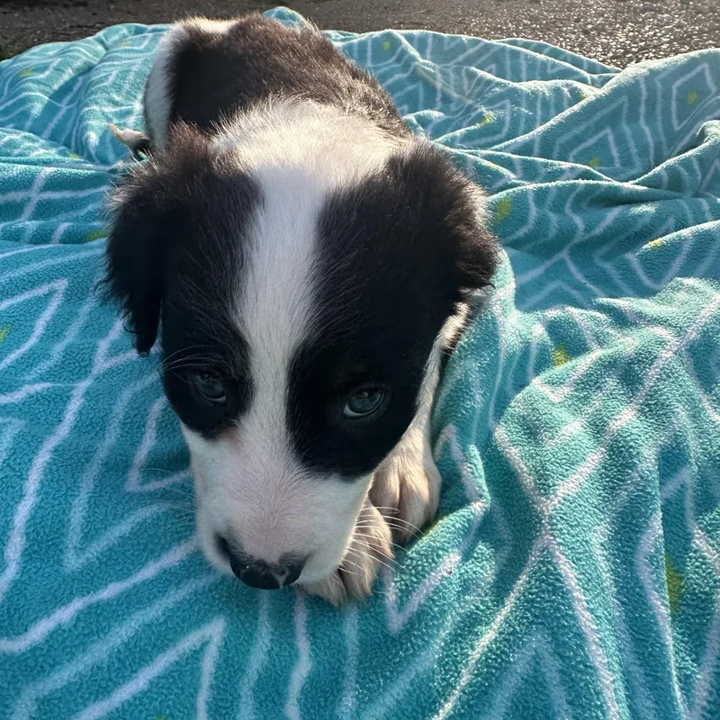 Huckleberry thumbnail 2