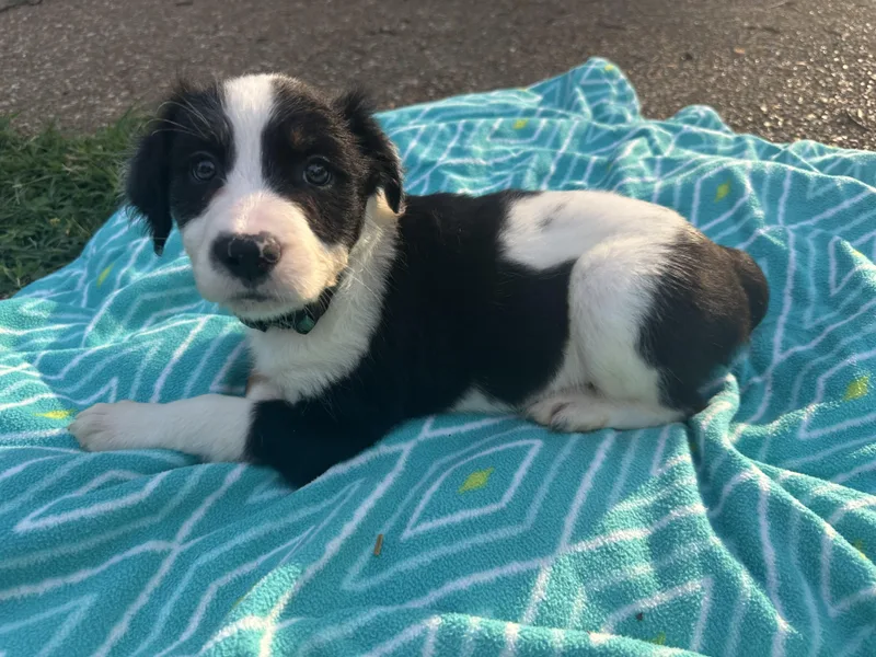 Huckleberry thumbnail 3