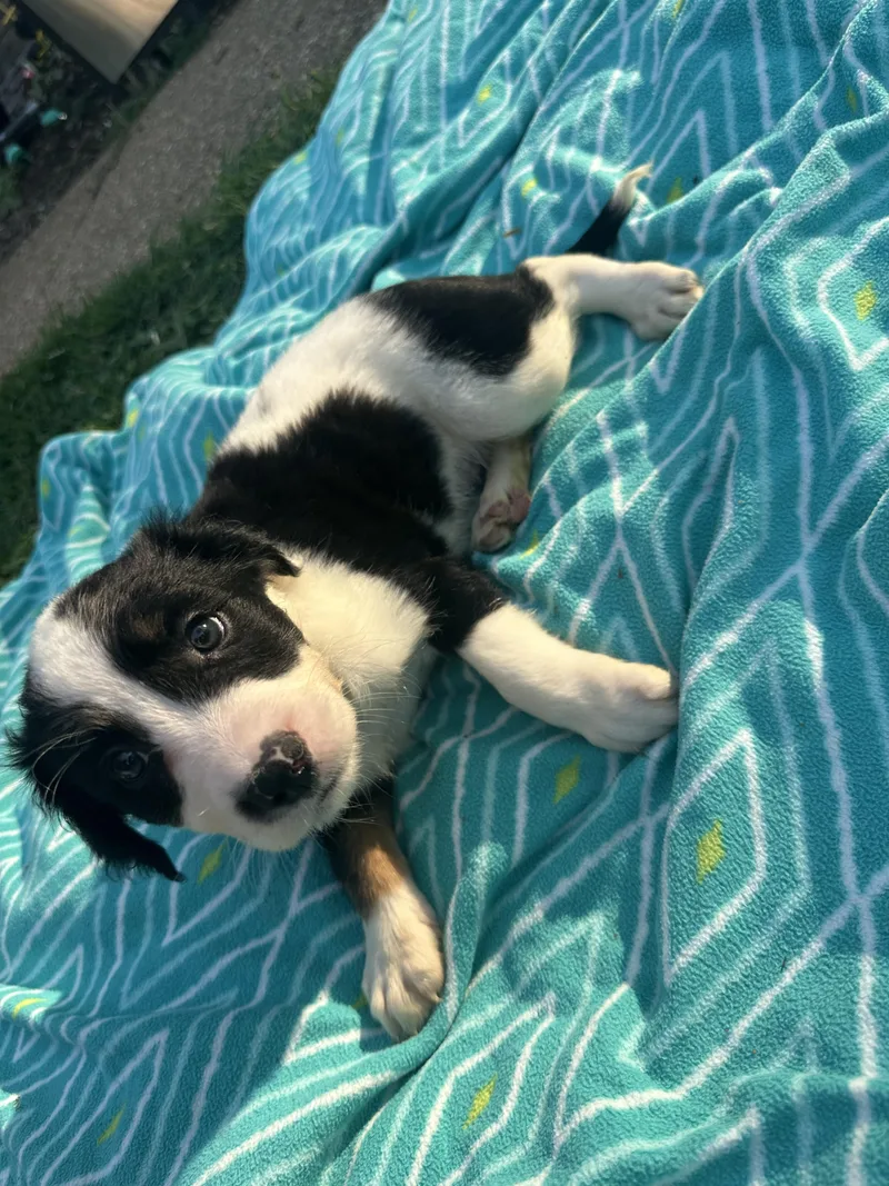 A baby medium-sized male Tricolor (Brown, Black, & White) Australian Cattle Dog / Blue Heeler dog named Huckleberry for adoption in Mount Juliet, TN