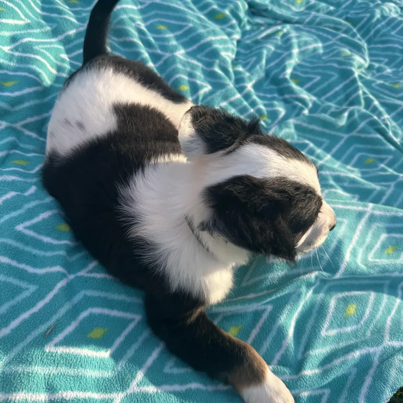 Huckleberry thumbnail 4