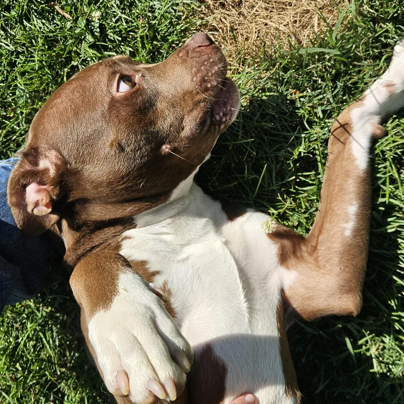 A young medium-sized male Brown / Chocolate Pit Bull Terrier dog named Chosen for adoption in Benton Harbor, MI