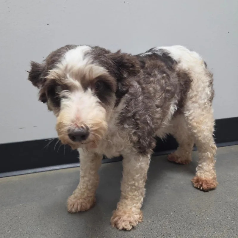 A senior small-sized female Brown / Chocolate Miniature Schnauzer dog named Stephanie for adoption in Normal, IL