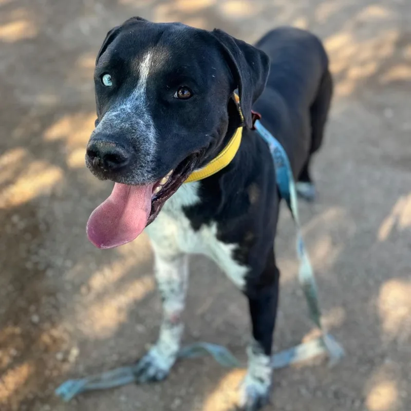 An adult large-sized male Black Pit Bull Terrier dog named Bento for adoption in Las Vegas, NV