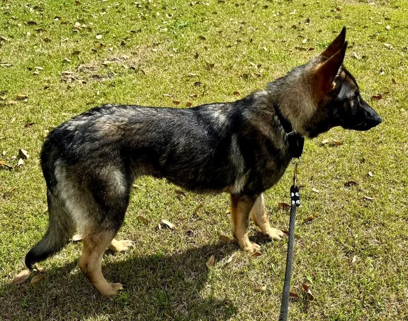 A young medium-sized female German Shepherd Dog dog named Georgia for adoption in Hartsville, SC