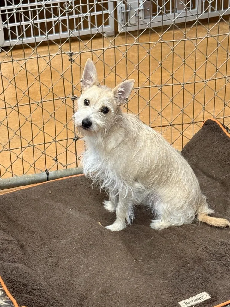 A young small-sized male Terrier dog named Pepe for adoption in Thayne, WY