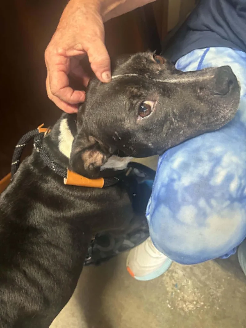 A senior medium-sized female Black Pit Bull Terrier dog named Windy for adoption in Independence, MO
