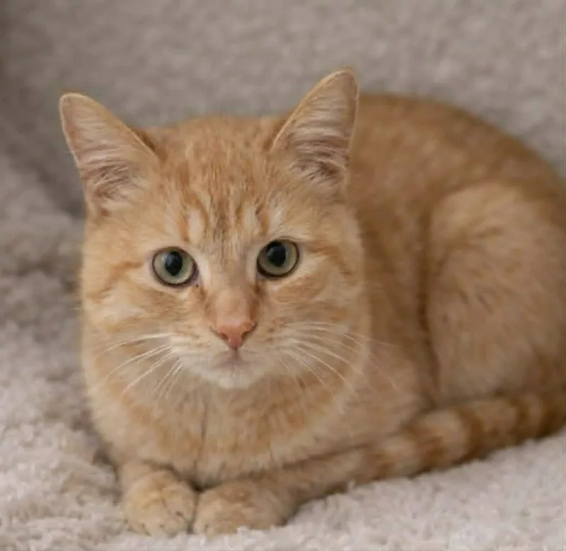 A young large-sized male Domestic Short Hair cat named Luigi for adoption in Columbia, TN