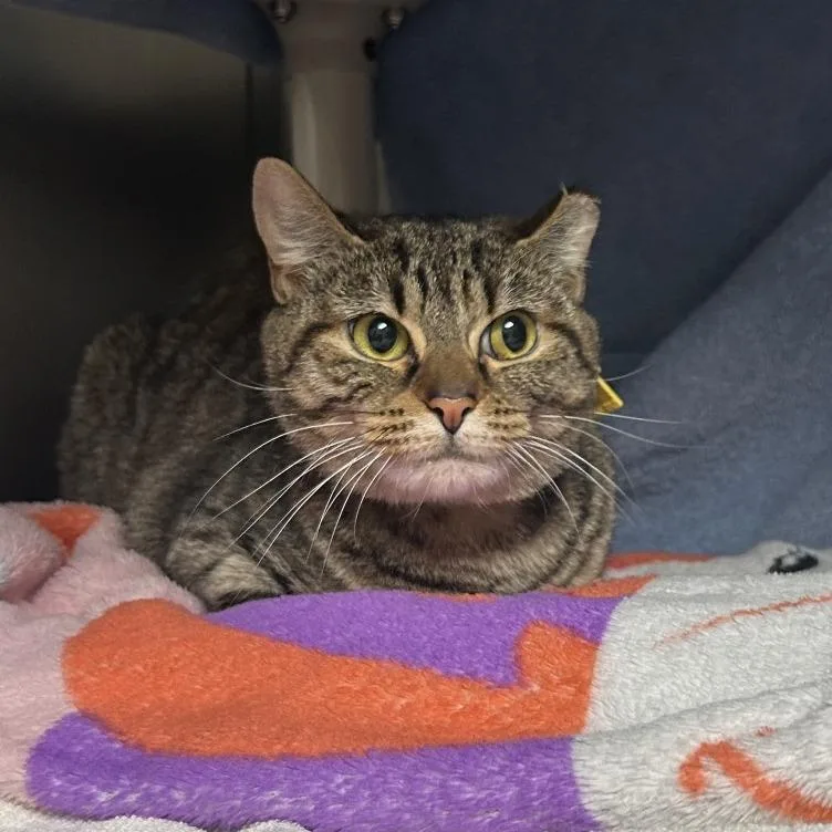 A young medium-sized male Brown / Chocolate Domestic Short Hair cat named Uno for adoption in Springfield, MA