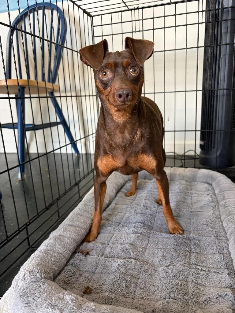 An adult small-sized male Miniature Pinscher dog named Whiskey for adoption in St. Augustine, FL