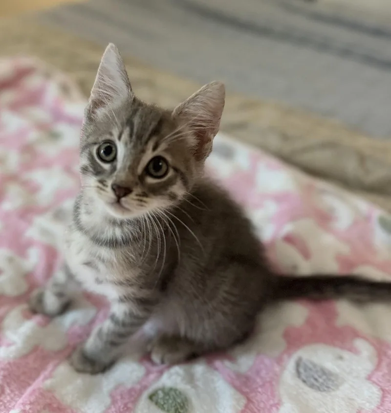 A baby medium-sized male Tabby (Gray / Blue / Silver) Tabby cat named Timon for adoption in Royal Palm Beach, FL