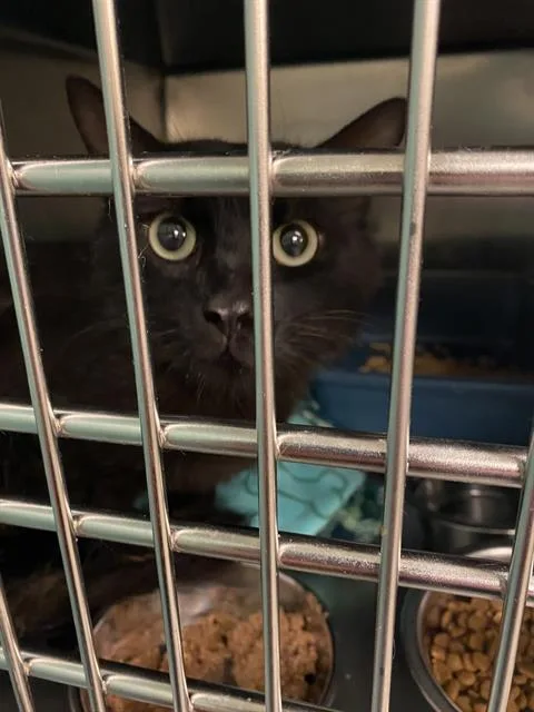 An adult medium-sized male Domestic Short Hair cat named Public Comment for adoption in West Valley City, UT
