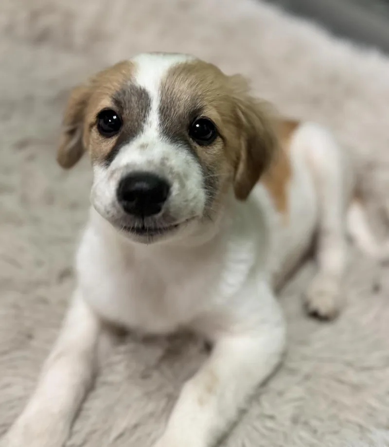 A baby medium-sized male Australian Shepherd dog named Fraggle for adoption in Anchorage, AK