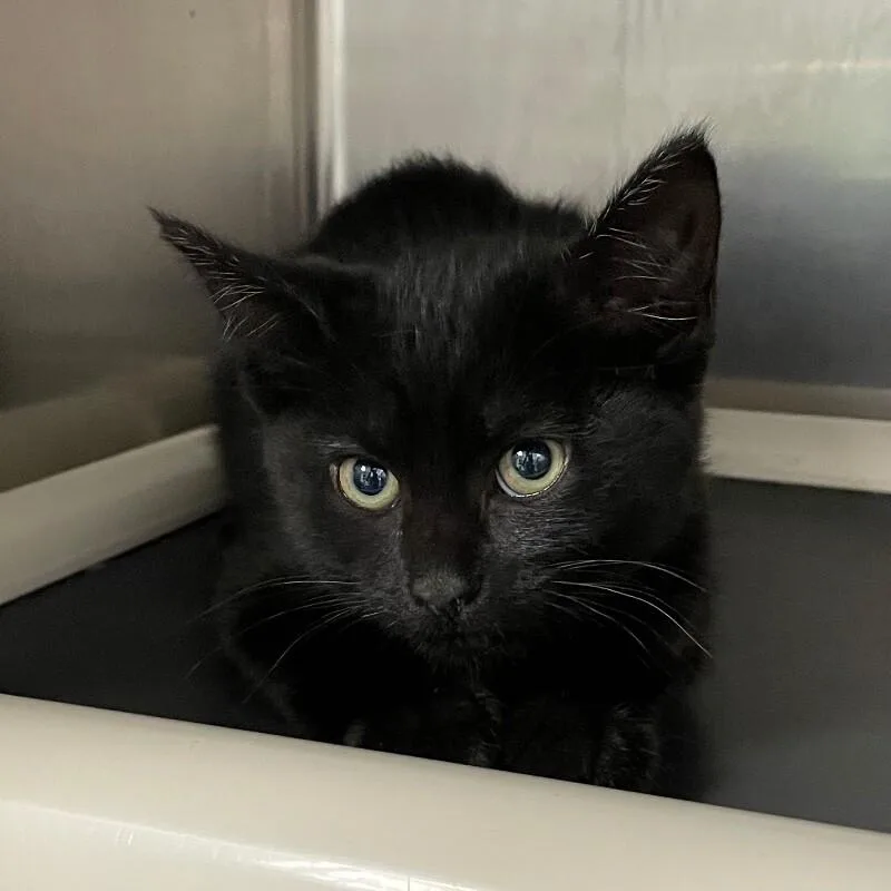 A young medium-sized female Domestic Short Hair cat named Blackie for adoption in Roanoke, VA