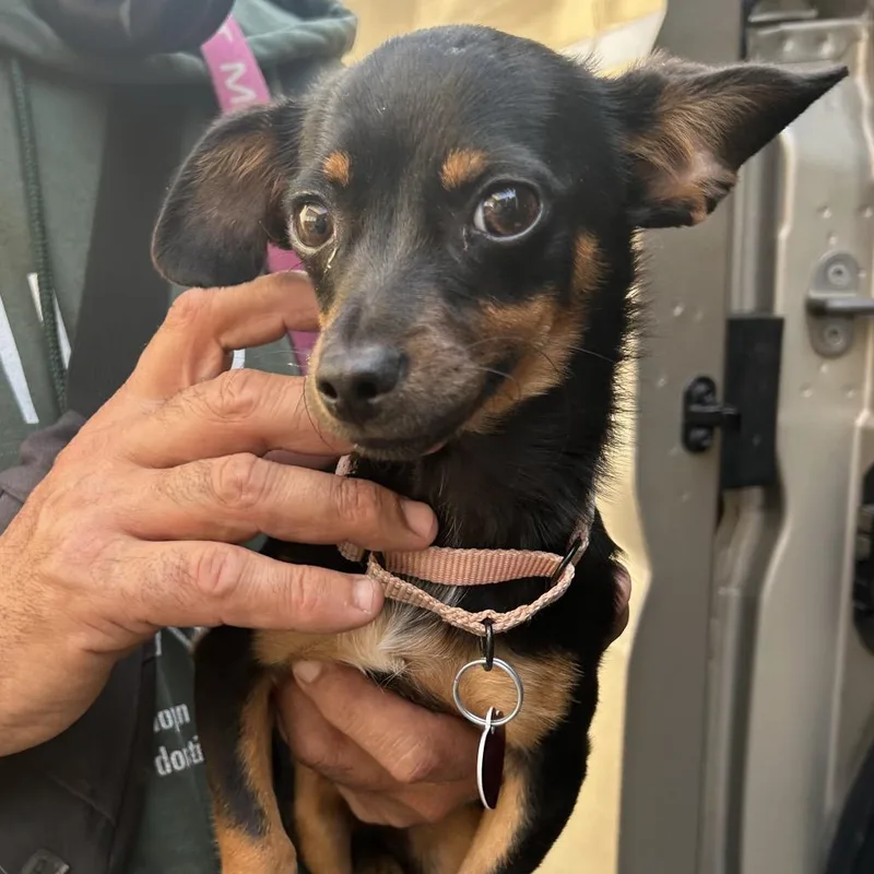 A young small-sized female Black Miniature Pinscher dog named Dalia for adoption in Point Richmond, CA