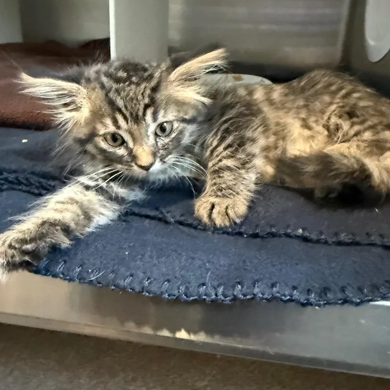 A baby small-sized female Domestic Medium Hair cat named Ginny is at Petsmart for adoption in Cedaredge, CO