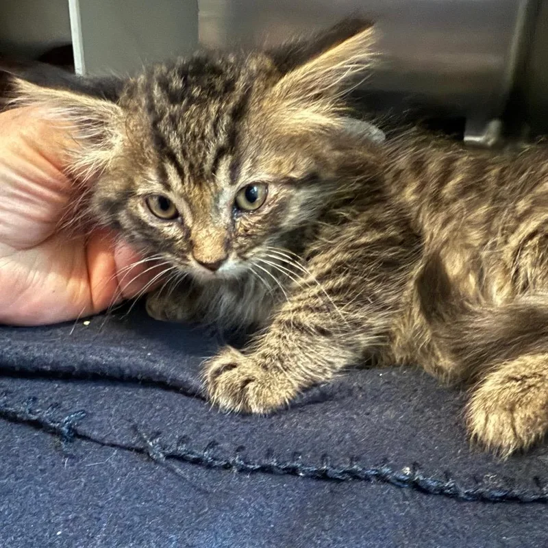 Ginny is at Petsmart thumbnail 2