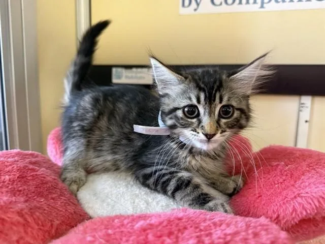 A young small-sized female Domestic Short Hair cat named Valeriana for adoption in Lancaster, CA