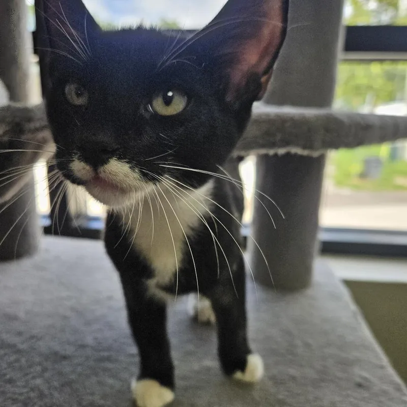 A baby small-sized male Black Domestic Short Hair cat named Jesse for adoption in Gainesville, FL