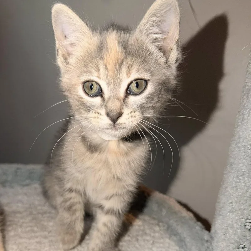 A baby small-sized female Torbie Domestic Short Hair cat named Bang Bang Broccoli for adoption in Fredericksburg, VA
